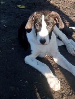 SOULA - möchte in einer Familie ankommen - Aerzen