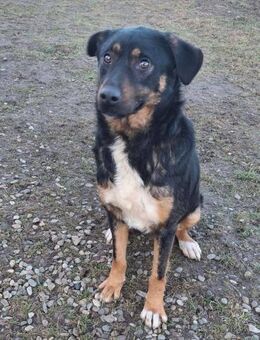 Eine Seele von Hund - Wallerfangen