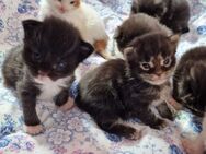 Maine Coon Kitten aus untersuchten Linien - Löwenstein