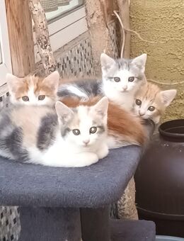 Maine Coon Mixkitten ab sofort abzugeben - Altenpleen