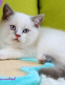 Britischkurzhaarbabys mit Stammbaum in 86862