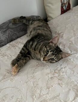 🌟Jungkatze Strumfi🌟 - Eislingen (Fils)