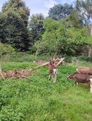 3 weibliche Thüringer Waldziegen - Ziegen in 31600