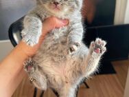 BKH Kitten suchen ein liebevolles neues Zuhause - Berlin Neukölln