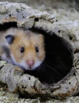 Hamsterbabys Goldhamster - Meißen