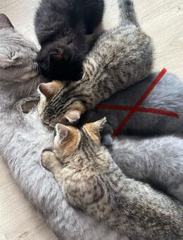 British kurzhaar katzen - Hamburg
