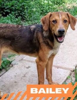 Bailey - aufgeweckter Jungspund - Berlin