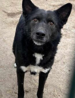 Paulchen - sollte sterben - Dreikirchen