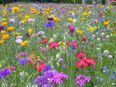 Blumenwiese aus 65 Arten, heimisch mehrjährig winterharte Blumen Bienenweide Blühmischung insektenfreundliches Saatgut Blumen Wildkräuter Heilpflanzen in 74629