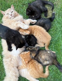 Norwegische Waldkatze-Mix abzugeben - Biesenthal