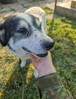 Maxi; Senior hofft immer noch - Geilenkirchen