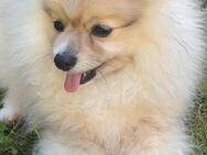Zwergspitz Pomeranian Rüde Red Merle mit Stammbaum - Frankfurt (Main) Eckenheim