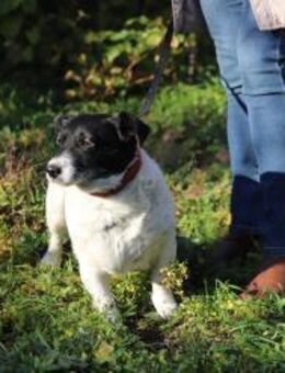 ZORKA - umgänglich und kontaktfreudig - Overath