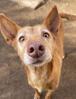 SPIRIT - ein toller Senior! - Sulzbach-Laufen