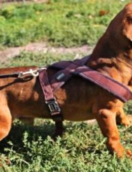 Conrad -1,5-jähriger Dackel Mix - Kassel