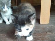 Kitten Katze - Cuxhaven
