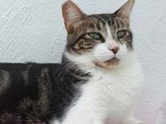 Patitas - herzallerliebster Kater - Bad Camberg