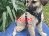 Cooper, auf dem Friedhof entsorgt - Bissingen