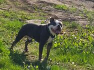 Hund sucht neues Zuhause - Daaden