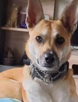 Aluna (jetzt Luna) sucht ein Zuhause - München