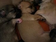 Super süße Hunde 5 Rüden Malteser/ Foxterriermix - Sömmerda