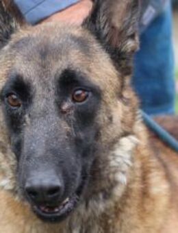 Rudi - sucht hundeerfahrene Menschen - Lohra