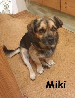 Kleiner Miki hat sein Hundeherz zu versc - Kissing