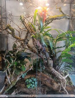Terrarium aus Fehlproduktion. - Wuppertal