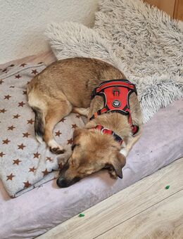 Die süse biene sucht ihr Zuhause - Dorsten