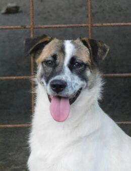 🐝 Beebee - kleine süße Biene 🐝 - Eislingen (Fils)