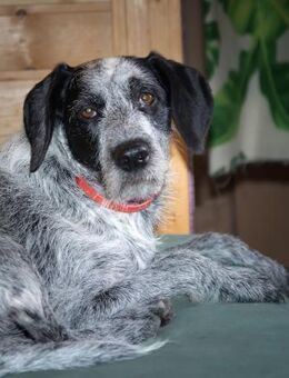 TIA - neugierig und gehorsam - Overath