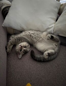 BKH Kitten - Freilassing