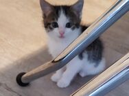 💓 💓 Katzen, Kitten, Babys Katzen 🐱 ❤️ - Aufhausen