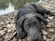 Labrador/Schäferhund Mischlings Welpe - Minden (Nordrhein-Westfalen)