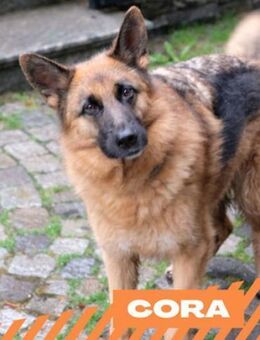 Cora - liebes, treues Superhirn - Berlin