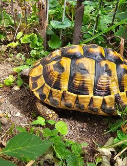 Zwei Griechische Landschildkröten - Kirchweidach