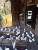 Verschieben Tauben in 78073