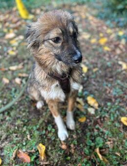 Nia sucht ihr Königreich - Großefehn