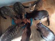 7 Kitten möchten endlich ein Zuhause - Borken