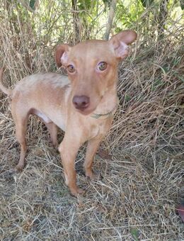 Süßer Pinscher Mix, Rüde, 2 Jahre - Kappeln (Schleswig-Holstein)