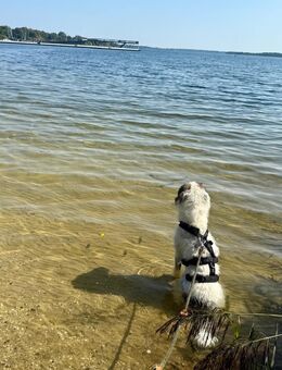 Unser Milo ca 1,5 Jahr,sucht eine tolle Familie nachdem sein Frauchen ihn aus gesundheitlichen Gründen abgeben musste. - Hohe Börde
