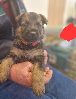 Deutscher schäferhund 100% DDR Linie - Beilrode