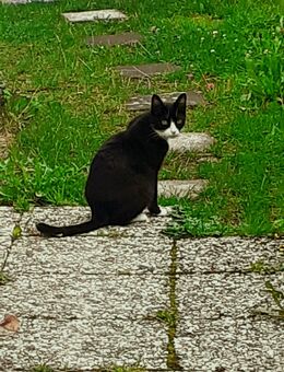 Verkaufe süße Katze (Trächtig) - Buchholz (Westerwald)