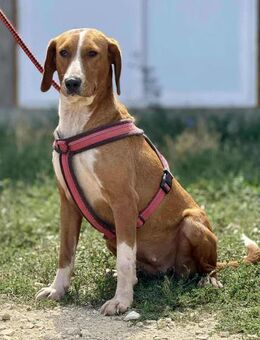 Bracken-Mix ASHAKi ❤️ ist kinderlieb - Mylau