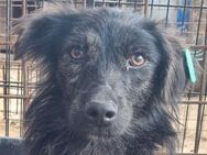 MILAS-1 jähriger, freundlicher Jung-Rüde - Rösrath