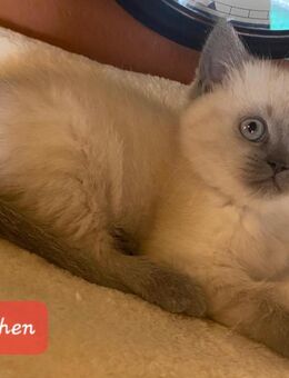 Reinrassige BKH Kitten - Brakel