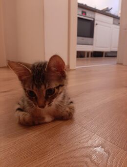 Liebevolle kitten - Duisburg