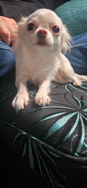 Welpen zu verkaufen Chihuahua Hunde