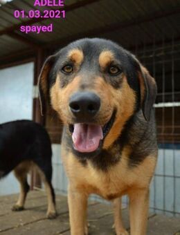 liebe,kastrierte Adele sucht Adoptanten - Abensberg