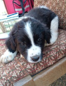 Albert und seine Geschwister - Steinhagen (Nordrhein-Westfalen)